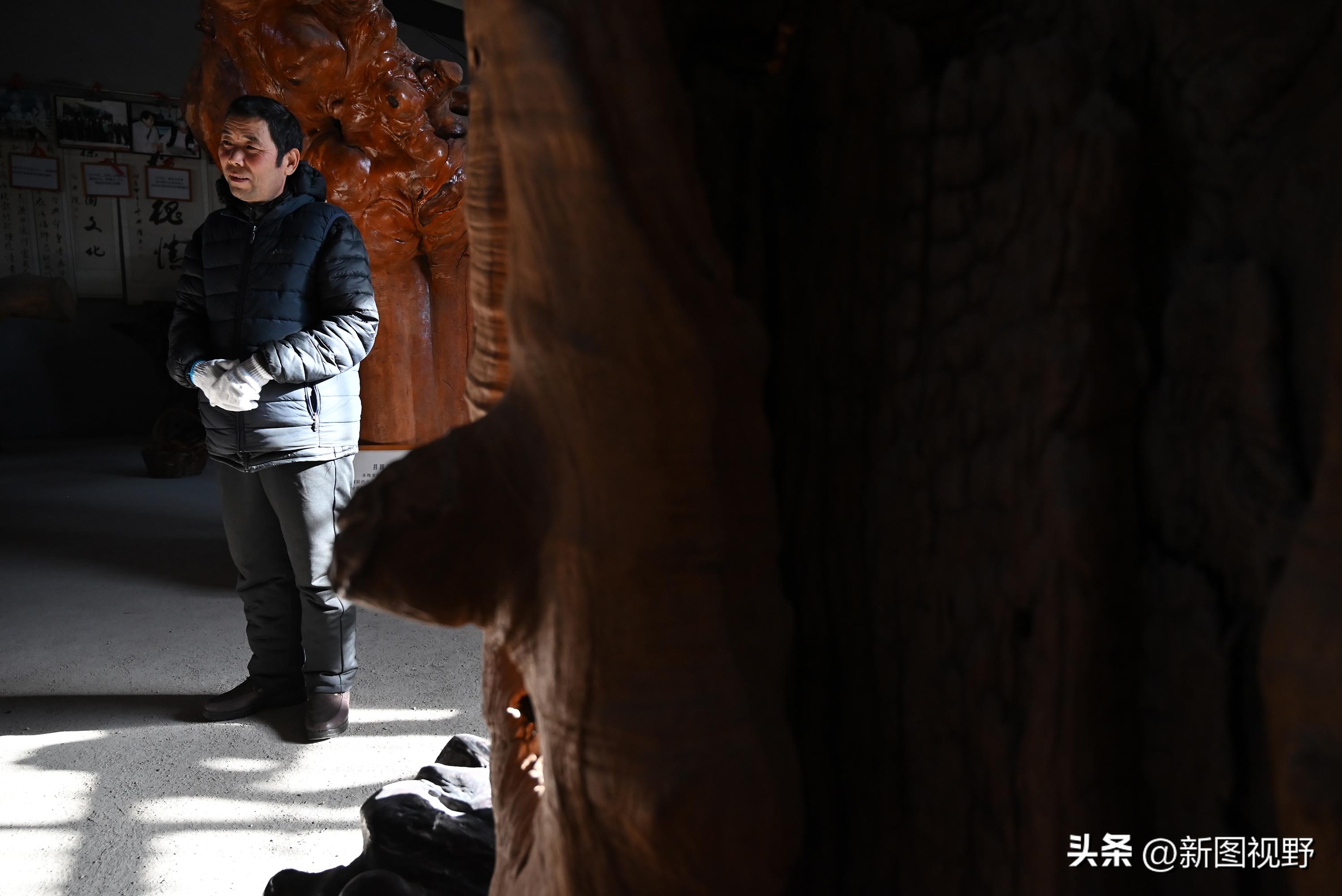 55岁农民，花60万买了一堆古树，每天做着发财梦，睡到自然醒