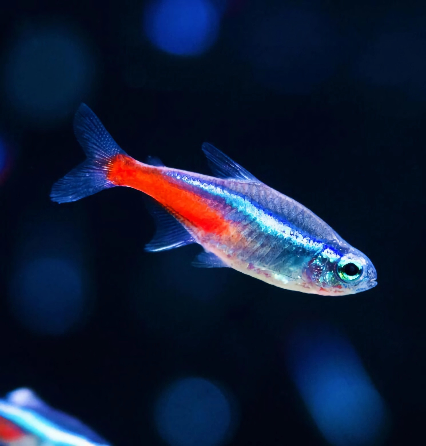 世界最好养10种宠物鱼,世界上10种最猛的鱼可以饲养