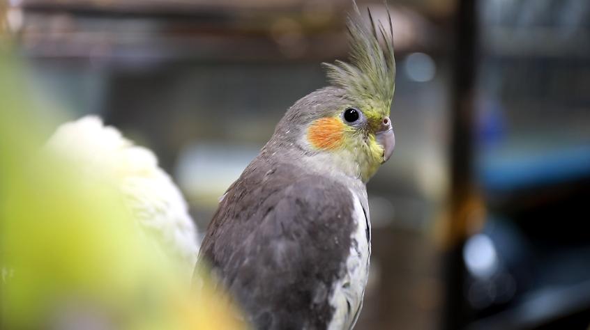 探访！新官园市场萌萌小动物们“营业”啦——