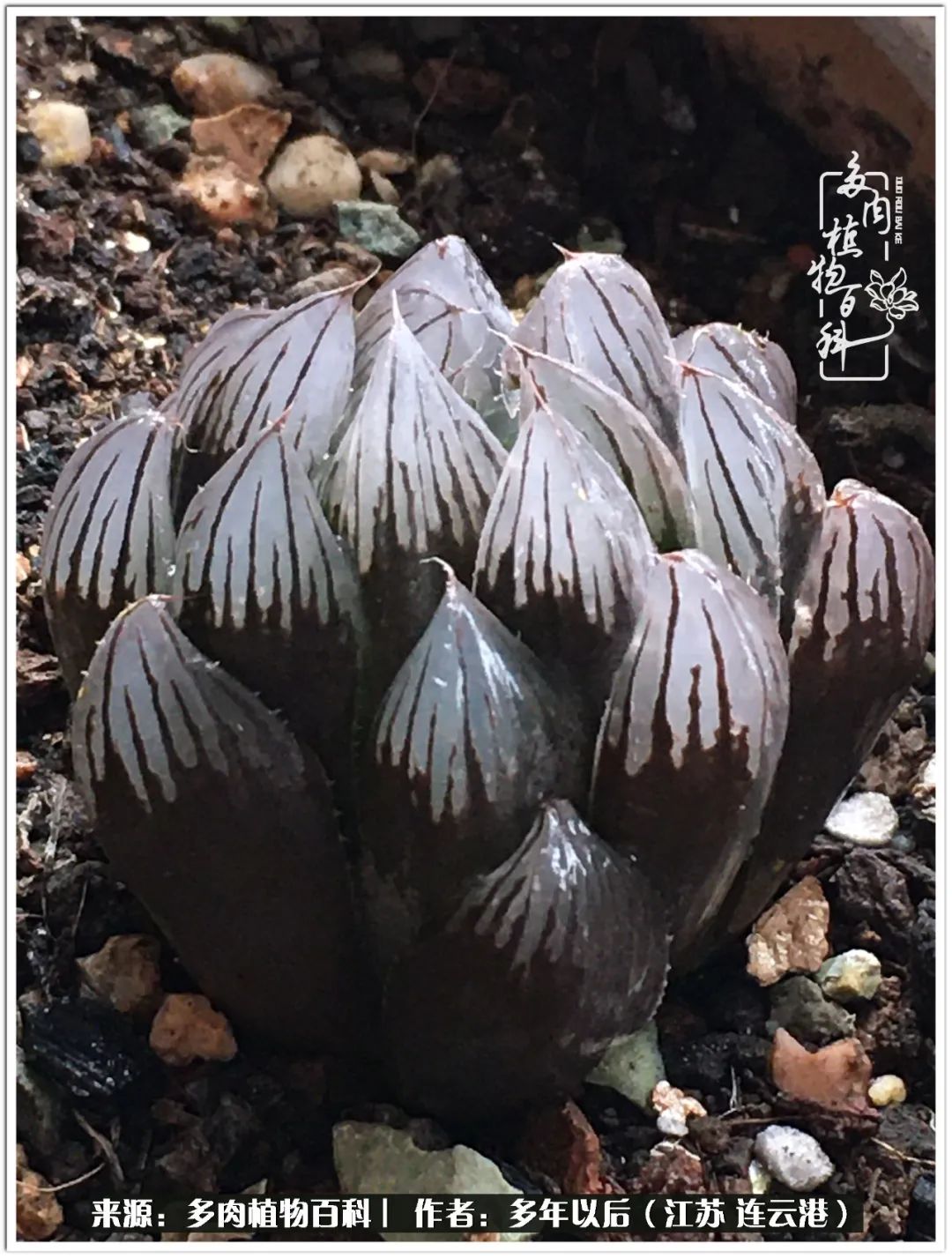 我若不弃，愿你不负我所期