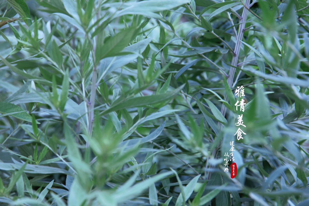 端午节必备神草,端午节最有效的草是什么草