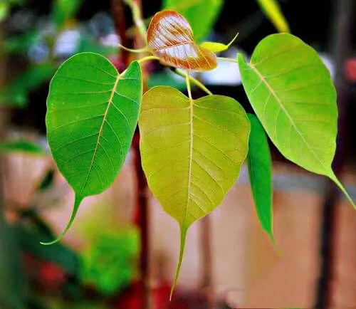 菩提树风景视频,菩提树唯美视频