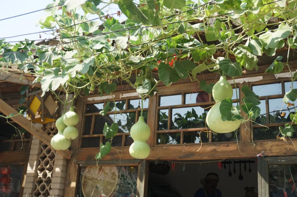 爬墙的绿植花卉有哪些,可以一年四季可以养的爬墙绿植