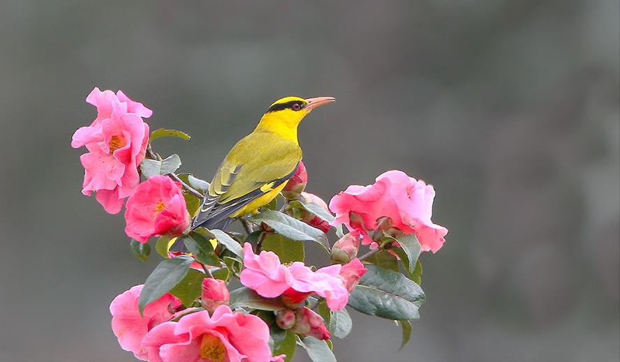 所有鸟图片大全大图,50张最佳鸟类摄影作品