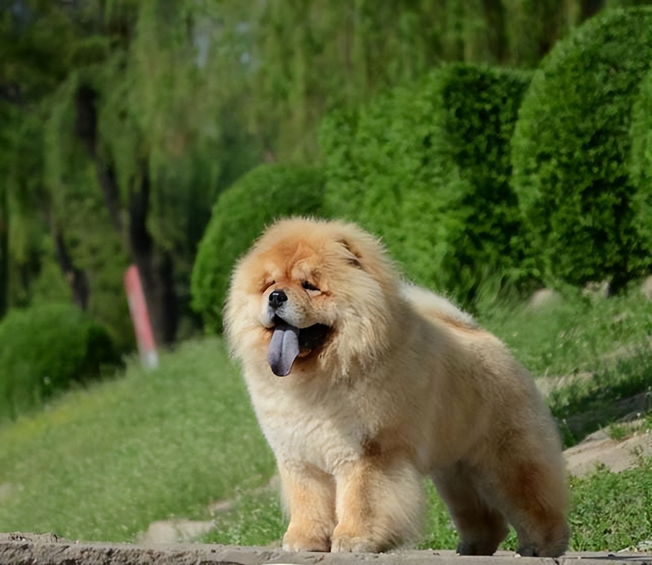 狗中大熊猫——松狮犬，丝毫不输国外犬