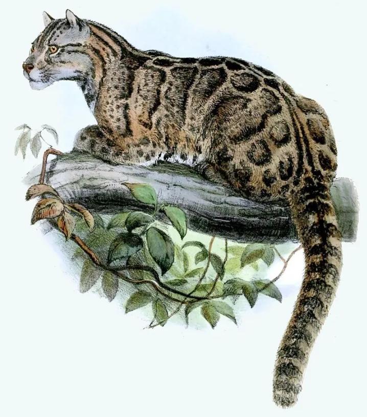 世界上濒临消失的物种有哪些,中国消失的十大物种