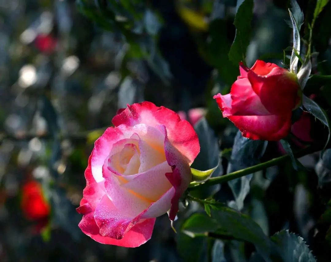 月季花的优美诗词歌赋,月季花诗词经典名句