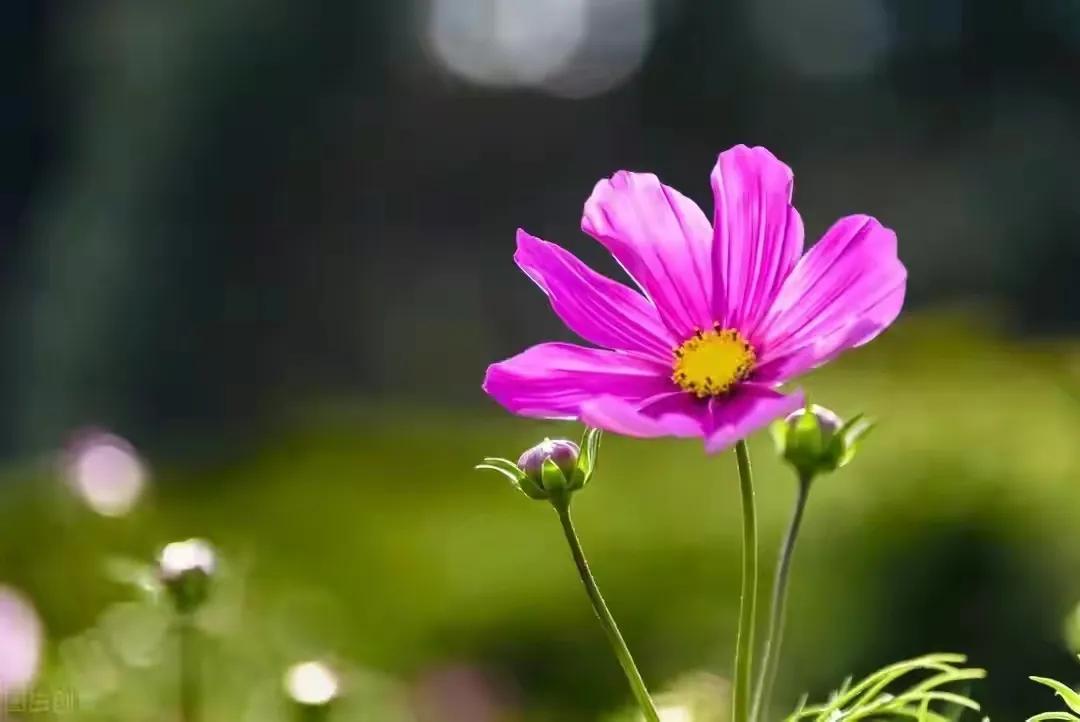 56岁大伯无意中说的一句话，结束了10年的搭伙婚姻