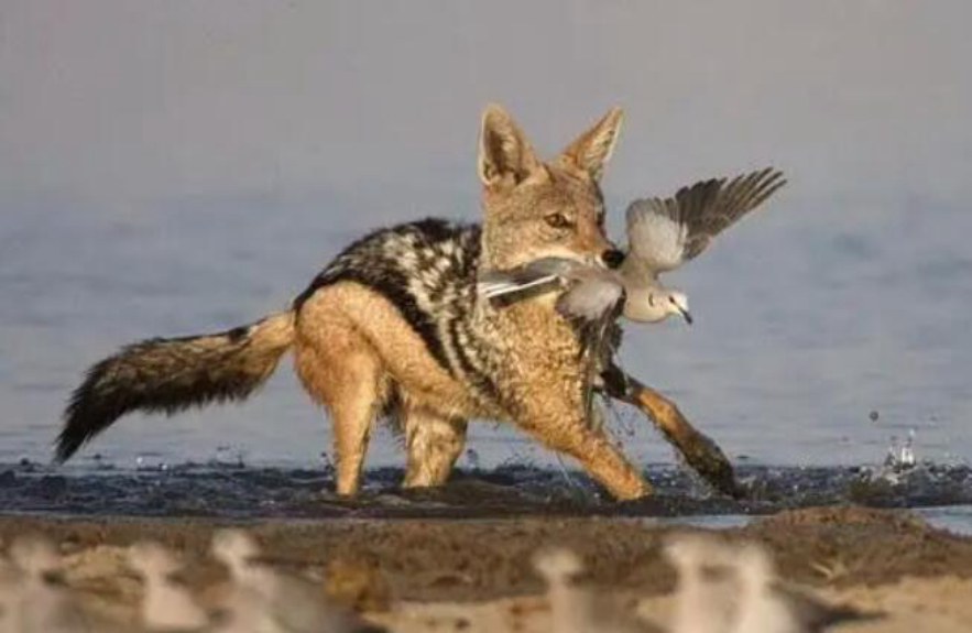 野猪的天敌都有哪些,野猪的天敌能打得过猎豹吗