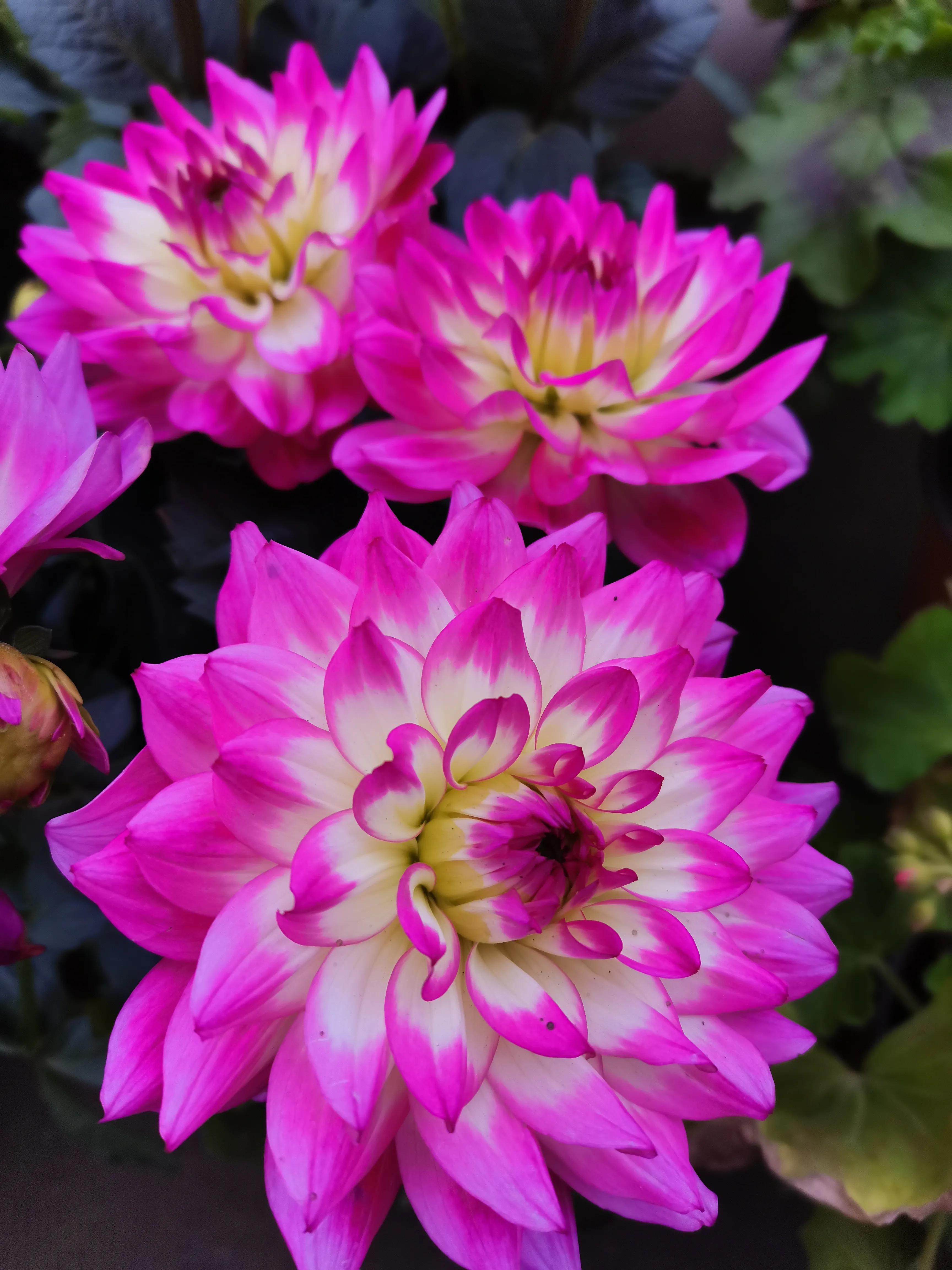 阴雨雾霾天逛月亮湾花市，郁闷不见了，心情舒朗愉悦