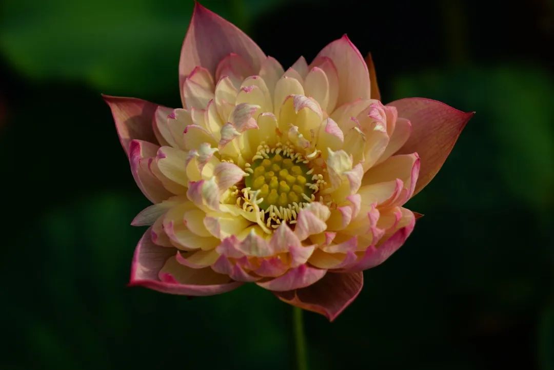 绝美的荷花品种大全图集,超好看荷花品种大型荷花