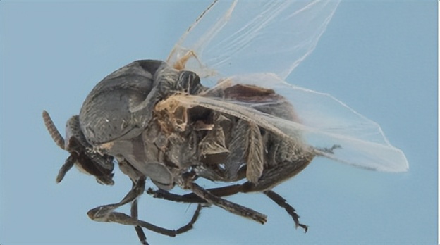 带娃出门游遇到蜱虫千万别乱拔,警惕这三种毒虫带娃出行必看