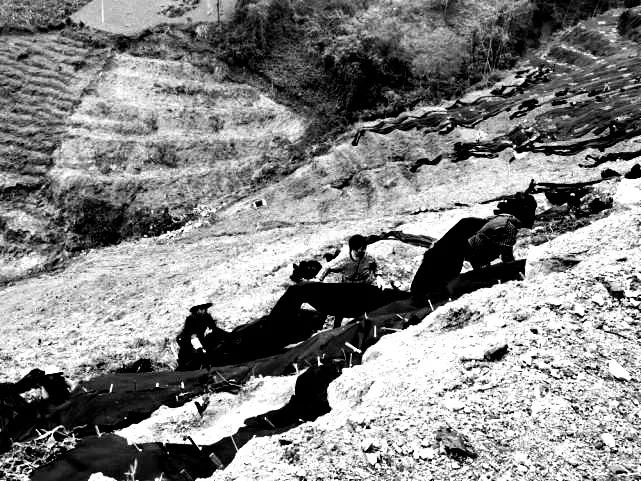 红杉林小说txt,红杉树电视剧全集解说