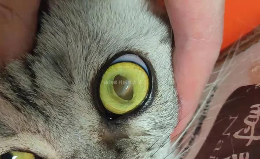 猫眼睛角膜坏死怎么办,猫眼角膜黑斑