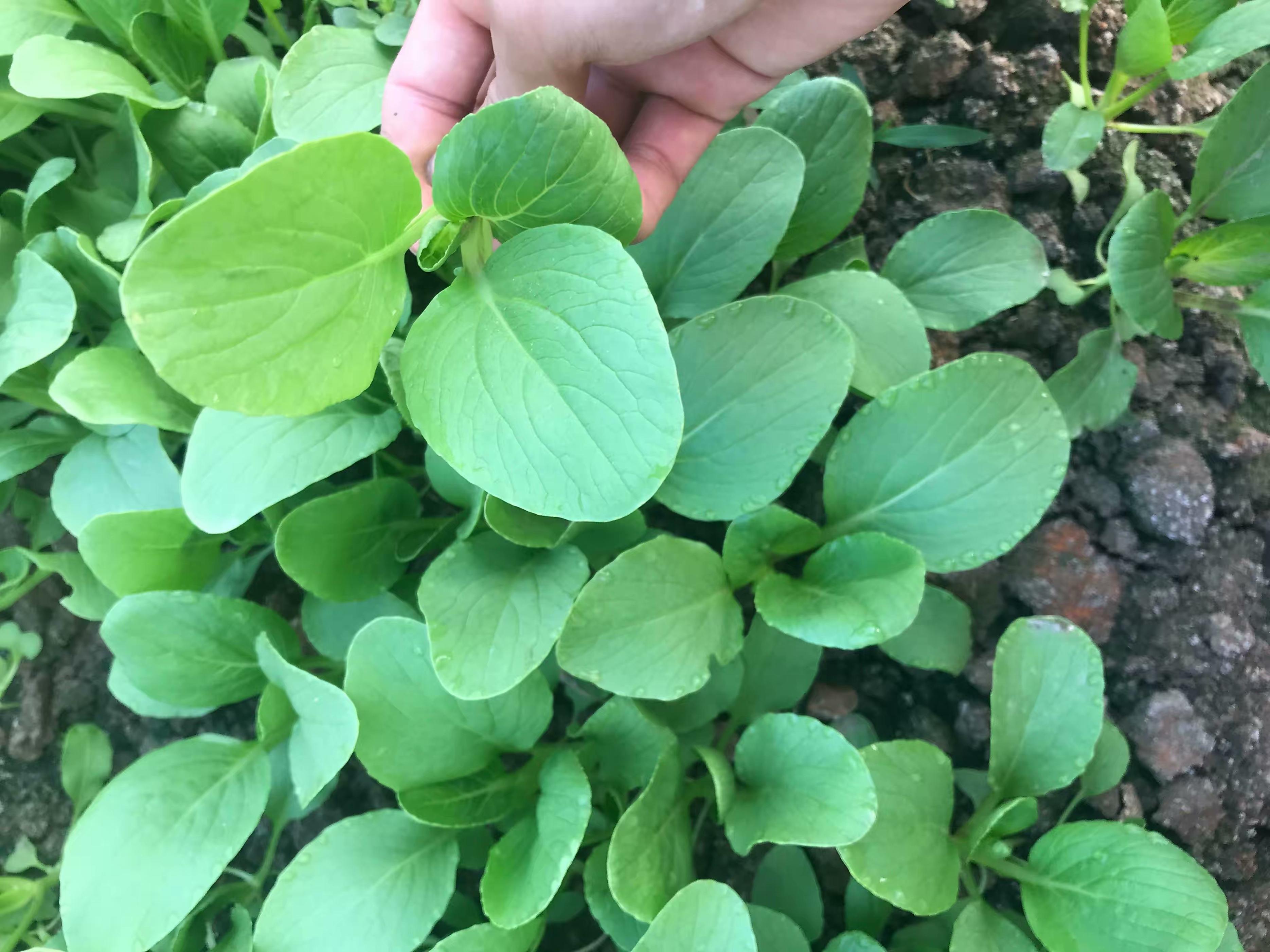 阳台种菜的方法和步骤,阳台种菜的技巧与方法