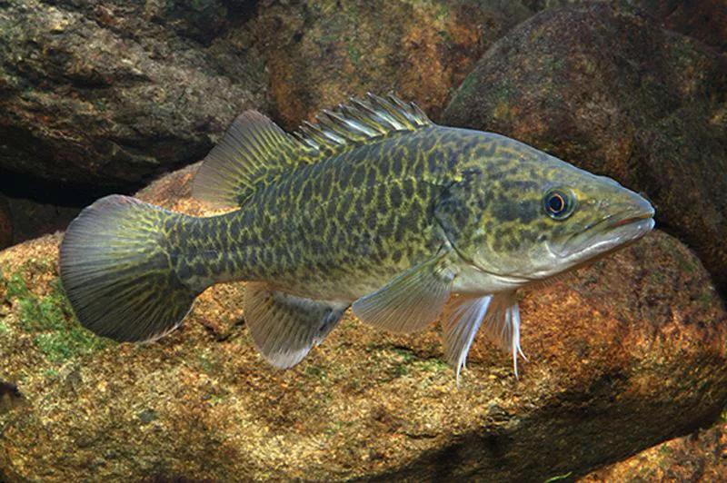 2020年禁养水产类名单,国家禁止放生的鱼类有哪些