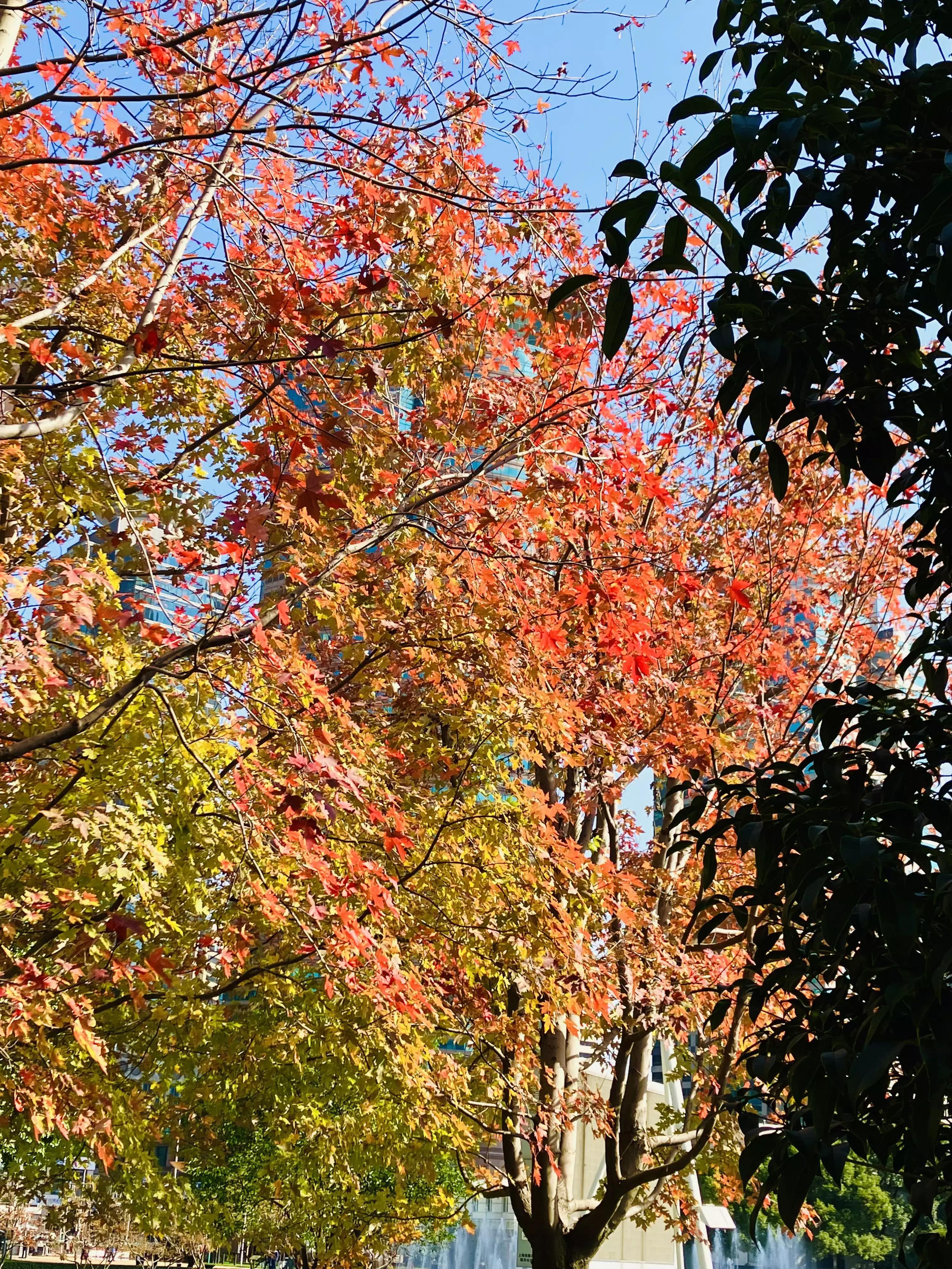 认识各种花的花名,认识各种花的名称