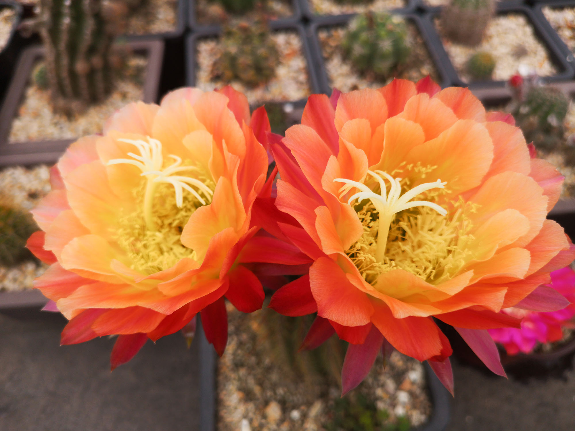 毛花柱仙人球品种大全,顶级精品仙人球花