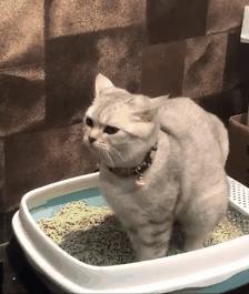 猫粑粑有点软有点臭说明什么,猫的臭粑粑如何处理
