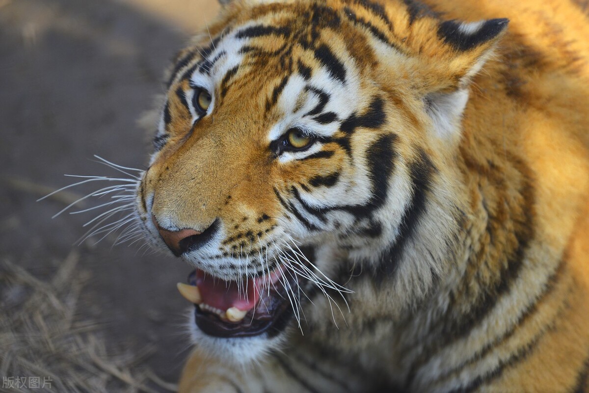 我命不由天——致本命年的自己