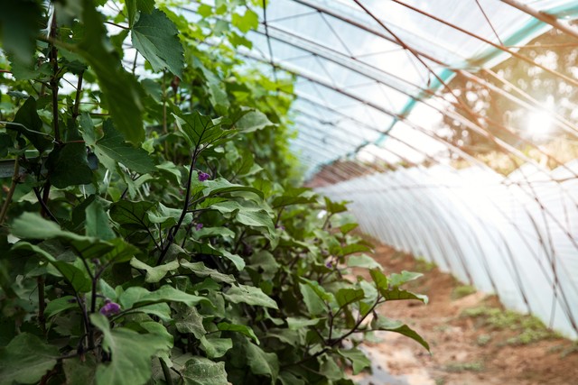 技术干货蔬菜11种药害症状全解,怎么判定蔬菜是否发生药害