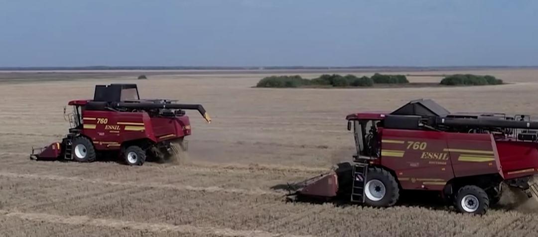 爱菊在“一带一路”绚丽绽放