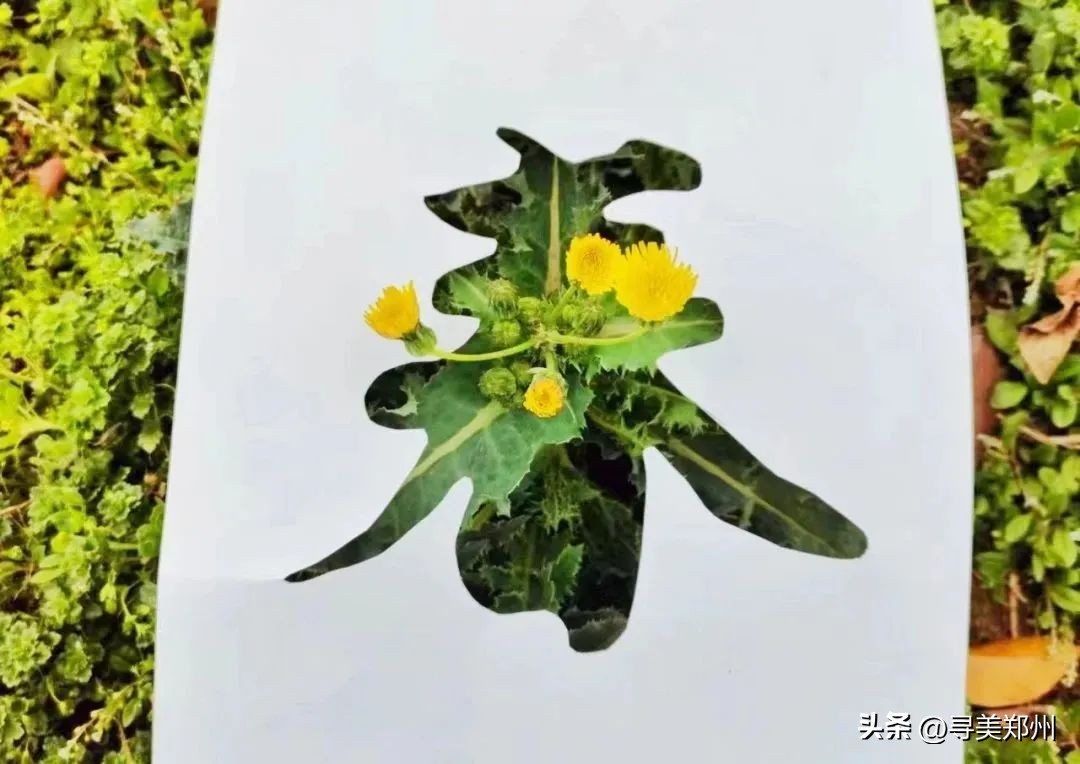 河南科技大学春景,河南科技职业大学校园春景