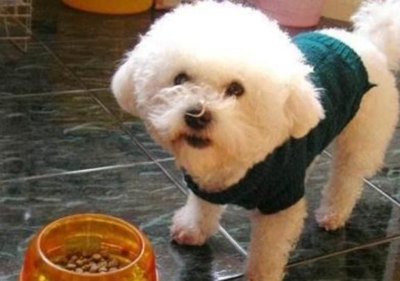 泰迪狗大便软怎么回事,泰迪狗狗便便软是怎么回事