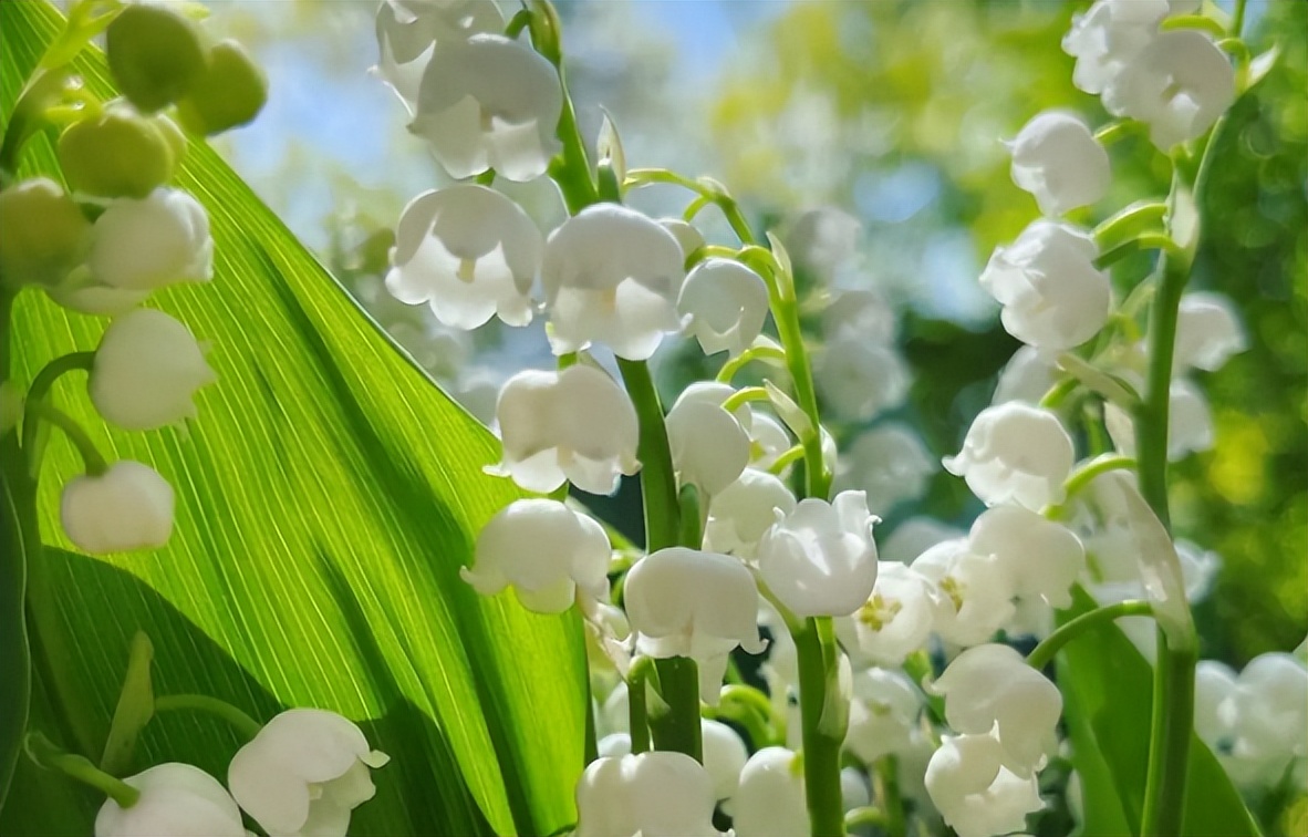 越漂亮的花越有毒快来认识这18种,什么花特别好看却有毒
