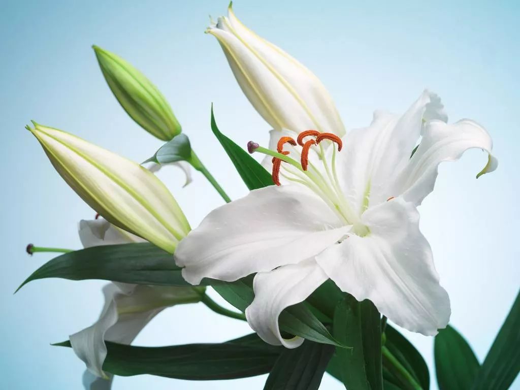 新百合的功效与作用吃法,百合和莲子粥的功效与作用吃法