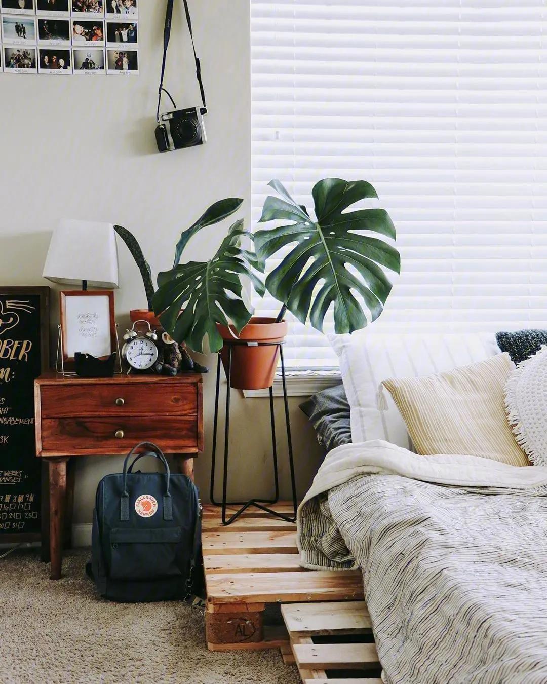 家居绿植可不能随便摆~