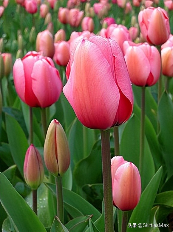 一花一草一世界郁金香,一日一花完整版