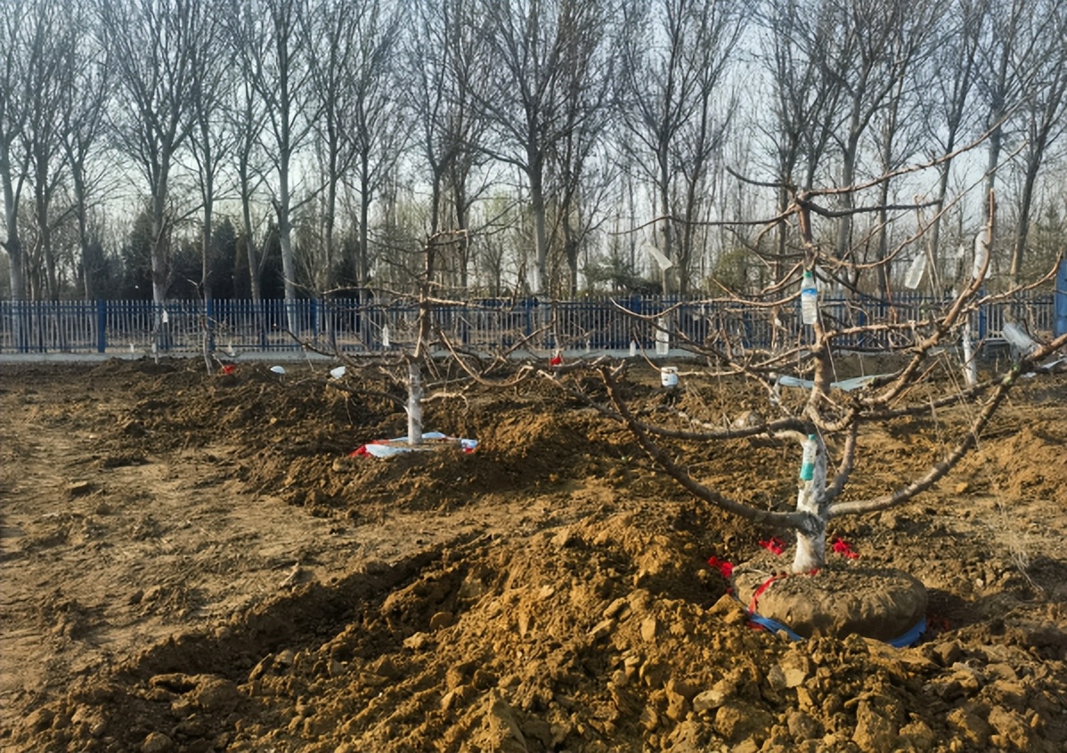 唐山丰南：惊现“华北第一棚”