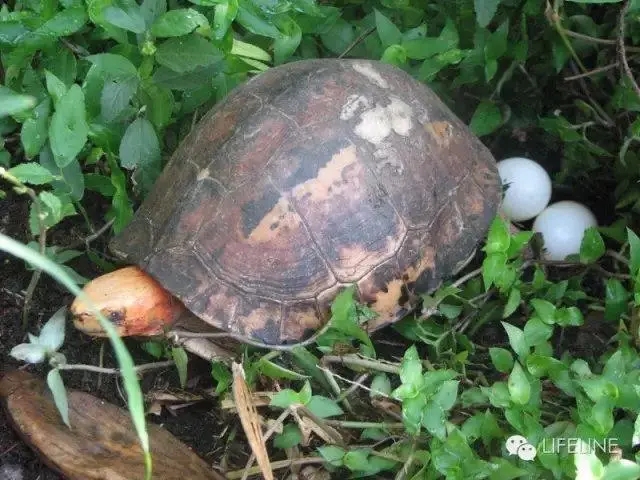 黄缘盒龟的人工饲养方法,黄额盒龟几级保护动物