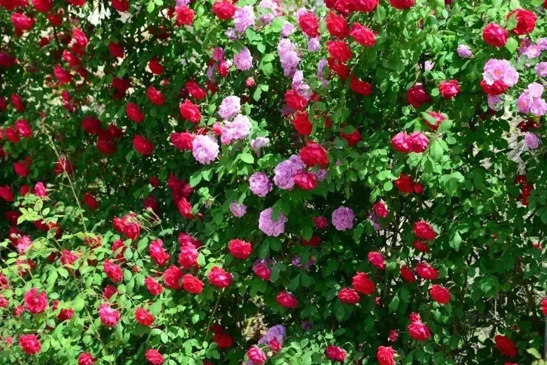 月季花开娇艳无比,月季花开得正烂漫