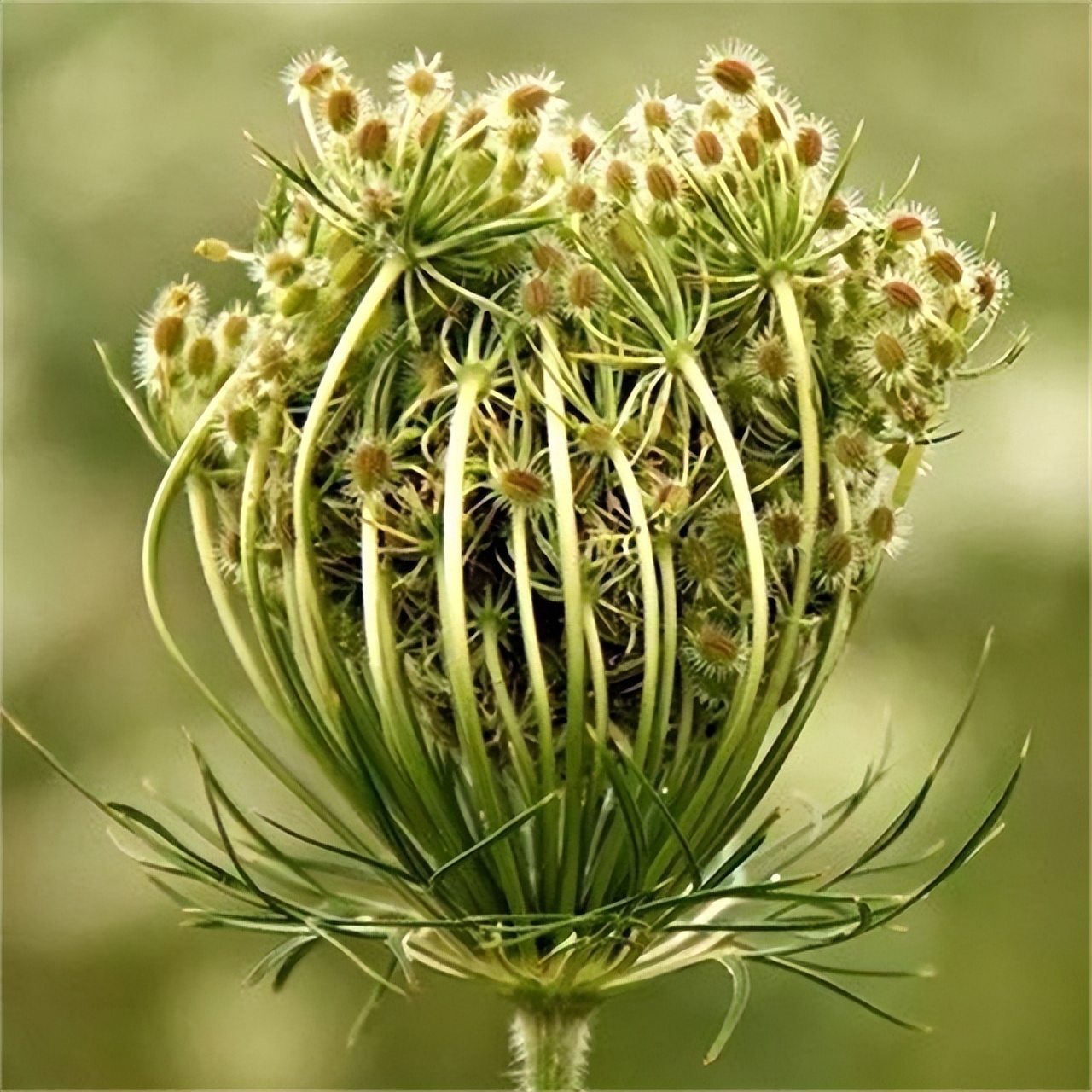 一瓶卖到1.3万，日本胡萝卜种子垄断中国市场，我国将如何*局破**？