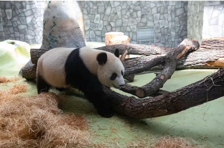 中国最大无人动物园,中国十大动物园红山动物园