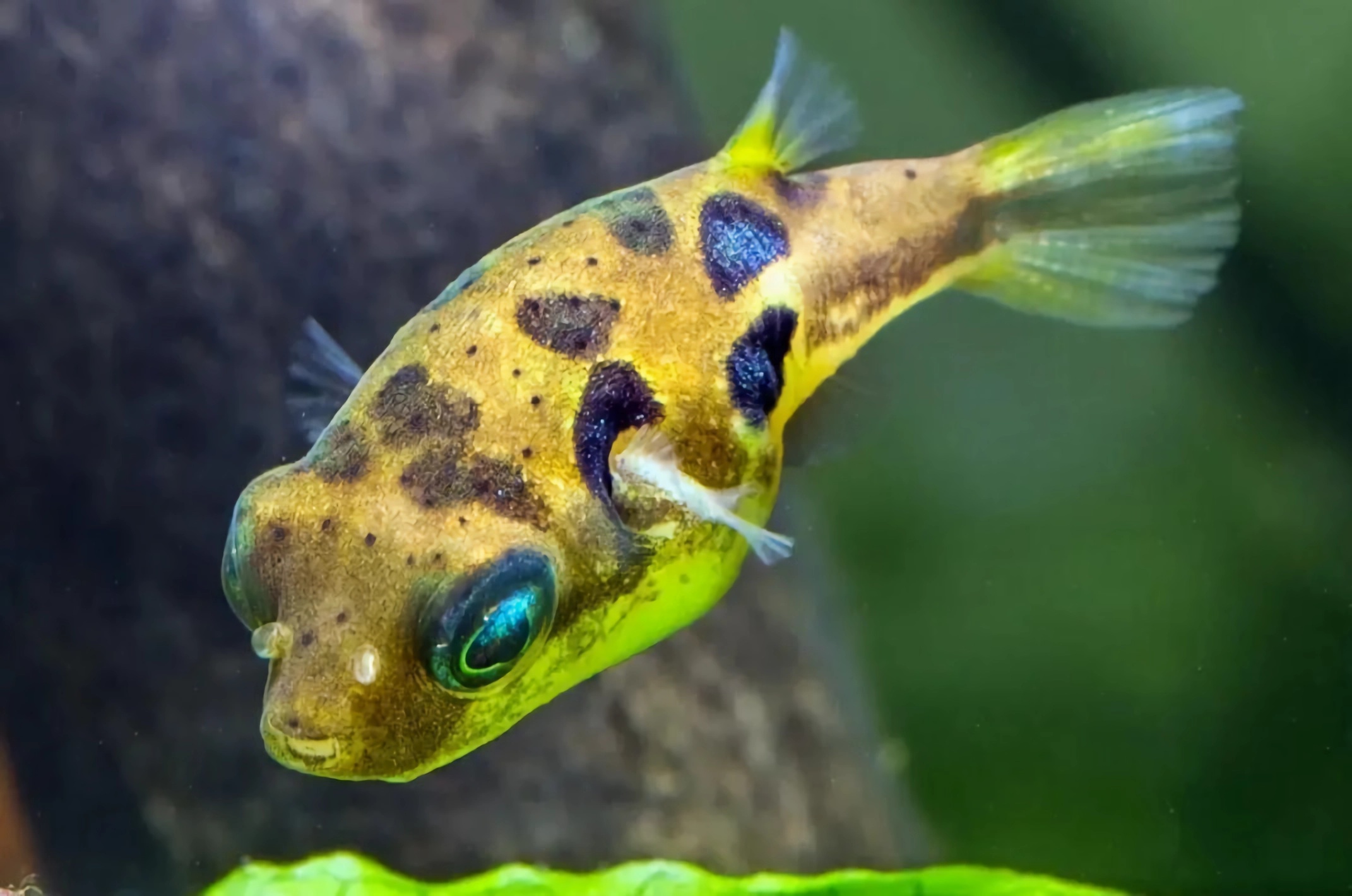 世界最好养10种宠物鱼,世界上10种最猛的鱼可以饲养