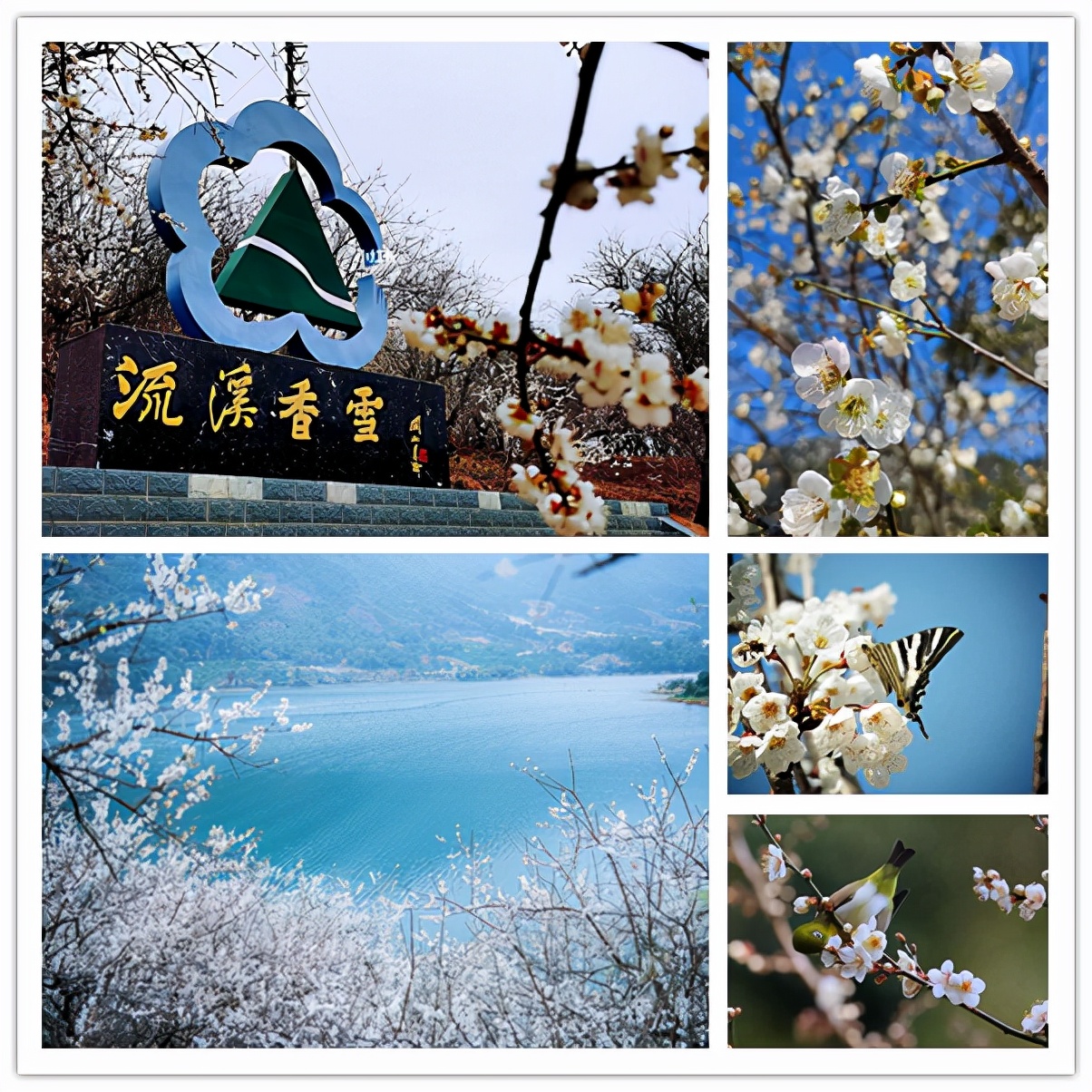 从化赏花旅游攻略景点必去,从化梅花节自驾游路线图最新