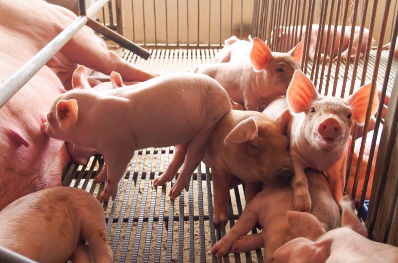 母猪不到预产期下崽会怎么样,母猪到了预产期不下猪怎么回事