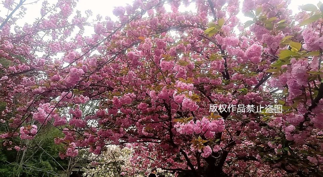 樱花枝头花争艳,西安青龙寺牡丹樱花娇艳盛开