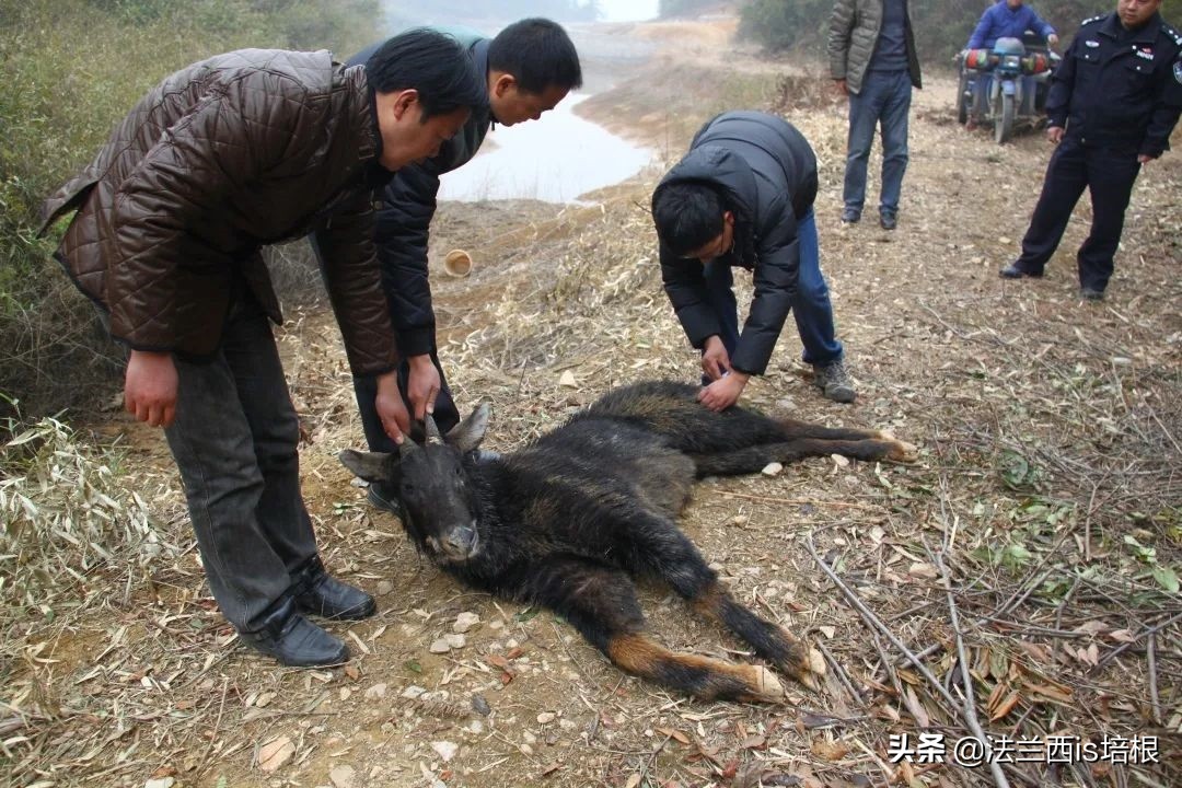 罕见的天马神兽,惊现野生神兽视频
