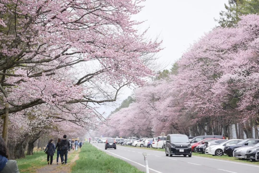 今年日本樱花还能看吗,日本4月底还有樱花看吗