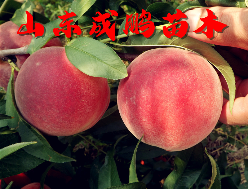 好品质大树苗批发,软石榴树苗哪里买