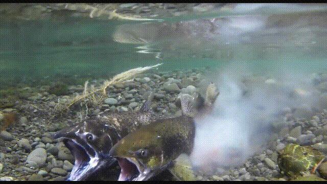 国内的假三文鱼是什么鱼,哪种才是真正的三文鱼