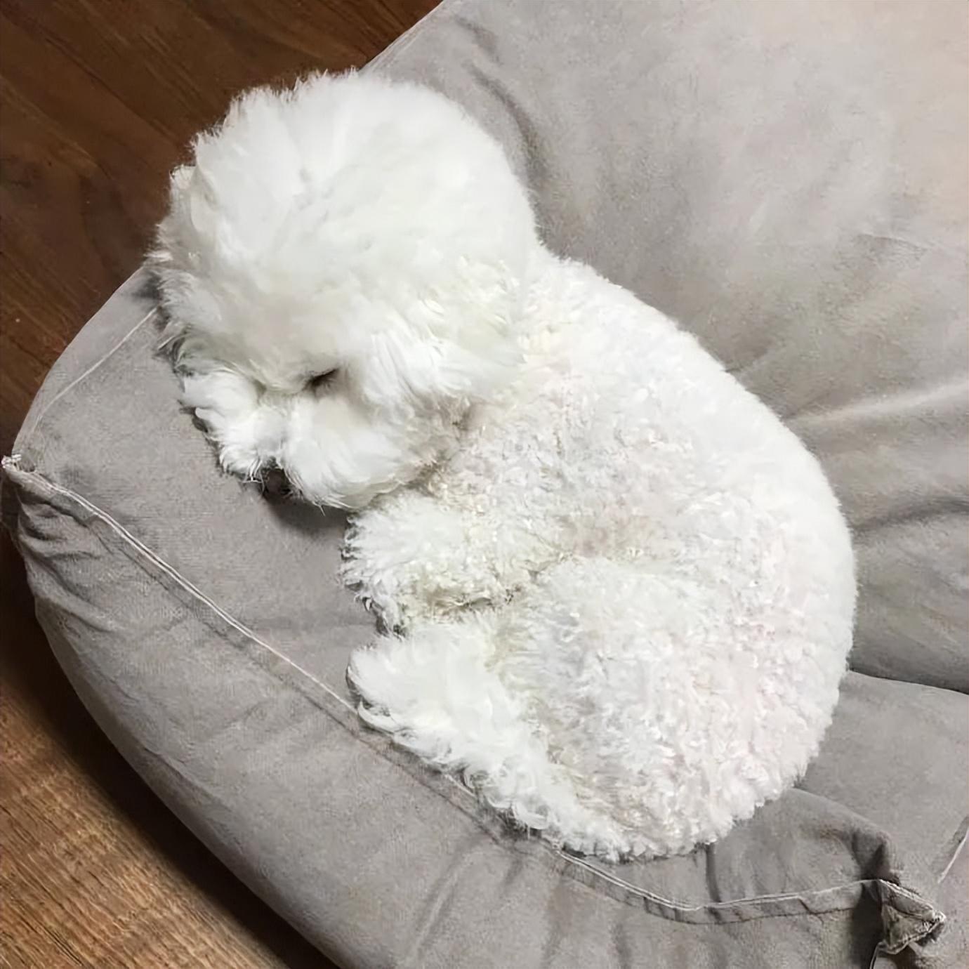 如何给比熊狗狗安全感呢,比熊幼犬缺乏安全感的表现