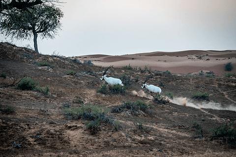 哈伊马角利兹卡尔顿,哈伊马角沙漠丽思卡尔顿酒店