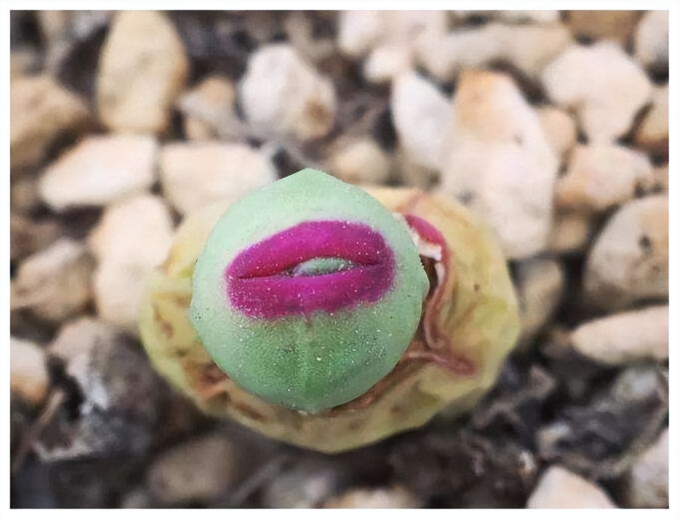 8种多肉太上头，外形独特又可爱，让人直呼太有趣了