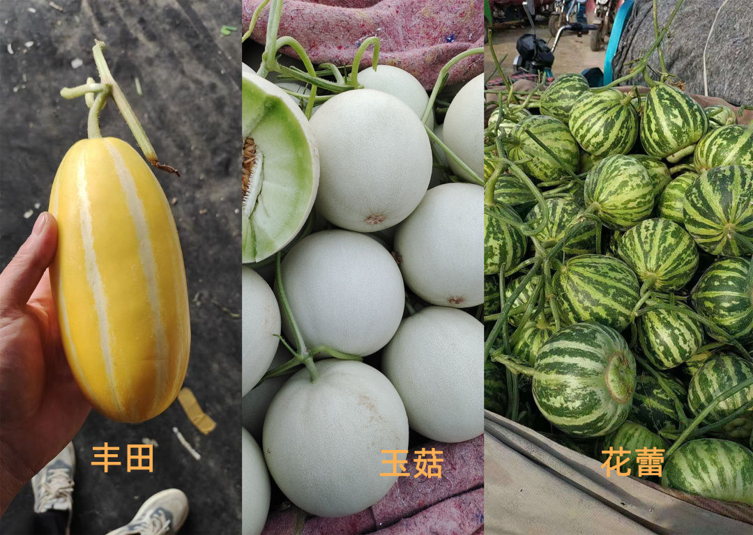 甜瓜新品种5762的种子价格,全国甜瓜价格最新行情