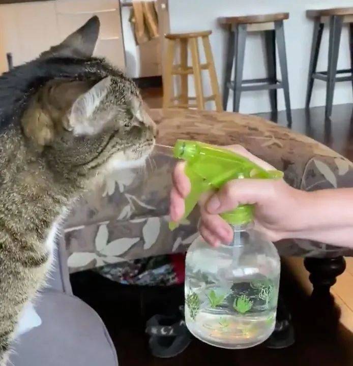 再生气也不能打猫的四个部位,再生气也别打猫的四个部位